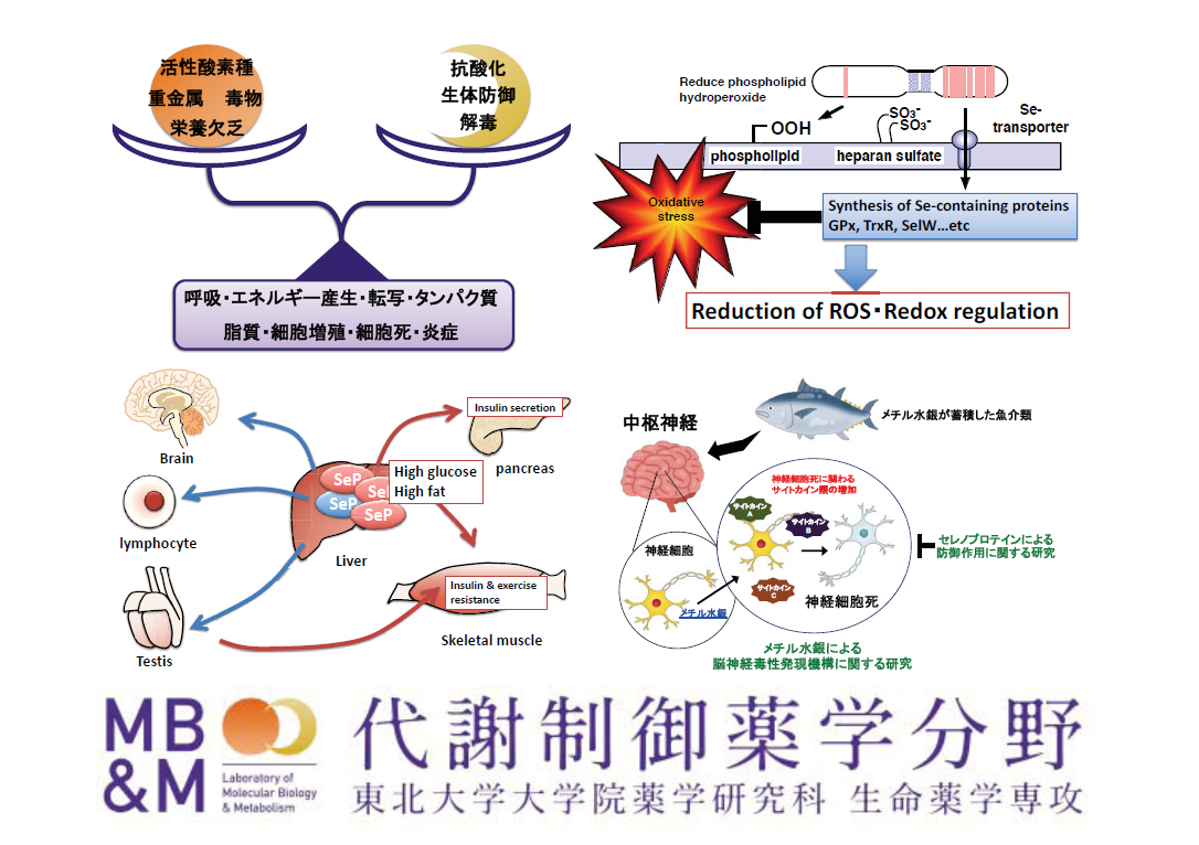 生命情報薬学講座 / 代謝制御薬学分野 東北大学大学院薬学研究科・薬学部 生命情報薬学講座 / 代謝制御薬学分野 東北大学大学院薬学研究科・薬学部