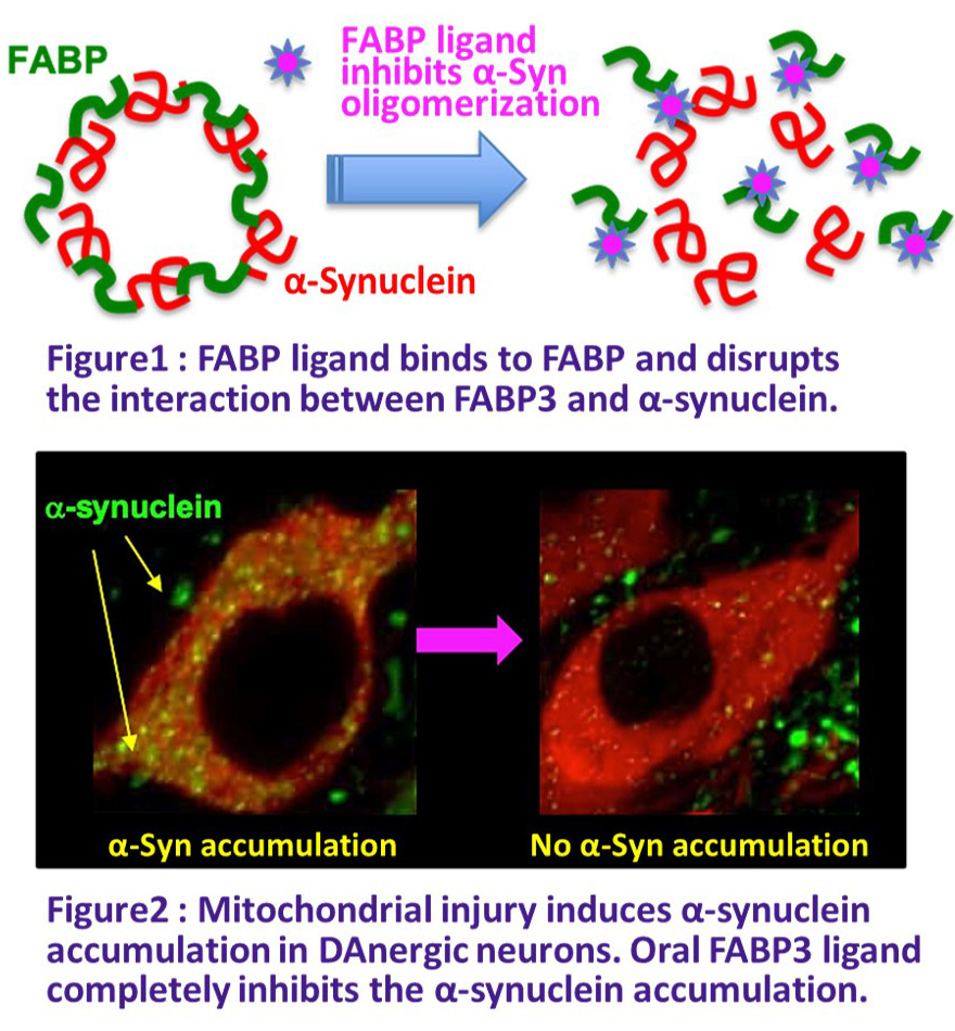 FABP3 ligand