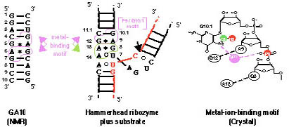 GA10 sequence & secondary structure
