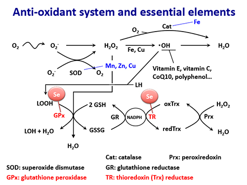 Figure 1 The role of selenoprotein in the antioxidative system