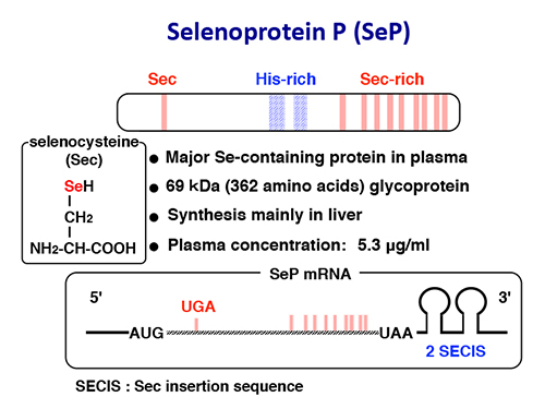 Figure 2 The structure of selenoprotein P