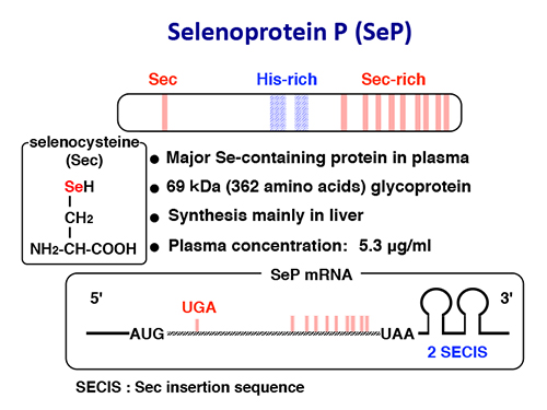 セレノプロテインＰの構造