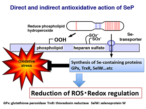 Figure 3 Antioxidative function of selenoprotein P