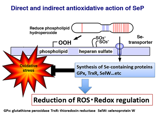 セレノプロテインＰの抗酸化作用
