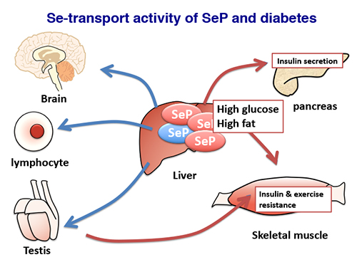 Figure 4 Exacerbation of glucose metabolism induced by excess selenoprotein P