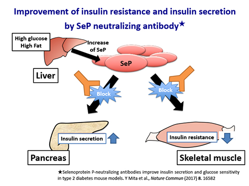 Figure 5 Improvement of glucose metabolism by selenoprotein P neutralizing antibody