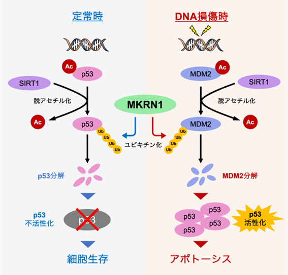 東北大学 大学院薬学研究科 衛生化学分野