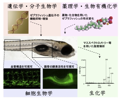 Zebrafish.jpg